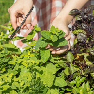 Seemned õunamünt (tekst pakendil on saksakeelne)
