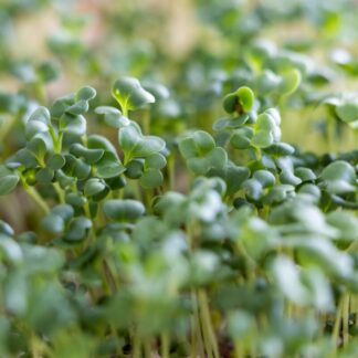 Seemned mikrobrokkoli (tekst pakendil on saksakeelne)