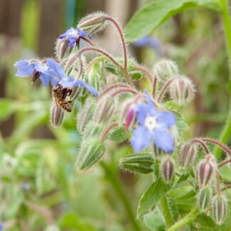 Seemned kurgirohi (tekst pakendil on saksakeelne)