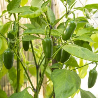 Seemned jalopeno (tekst pakendil on saksakeelne)