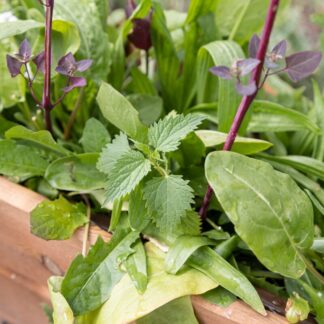 Seemned salatisegu "söödav umbrohi" (tekst pakendil on saksakeelne)