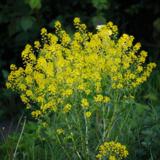 Seemned talikress (tekst pakendil on saksakeelne)