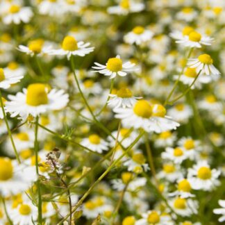 Seemned kummel (tekst pakendil on saksakeelne)