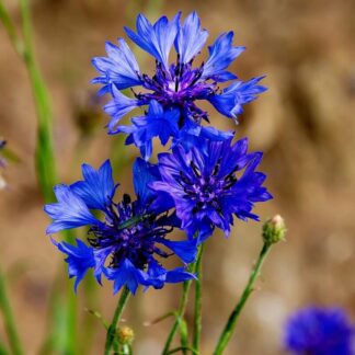 Seemned sinine rukkilill (tekst pakendil on saksakeelne)