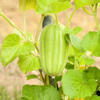 Seemned, karvane melonkurk, viljad ca 10 cm (tekst pakendil on saksakeelne)