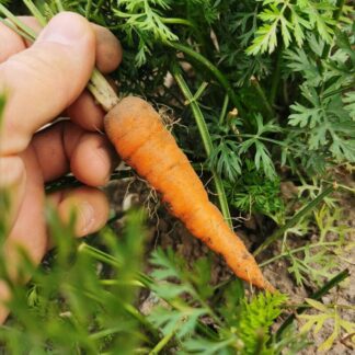 Seemned miniporgand, sobib ka näiteks rõdukastis kasvatamiseks (tekst pakendil on saksakeelne)
