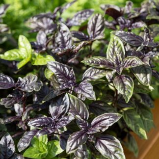 Seemned punane basiilik (tekst pakendil on saksakeelne)