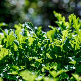 Seemned rukola (tekst pakendil on saksakeelne)