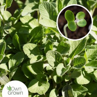 Seemned salvei (tekst pakendil on saksakeelne)