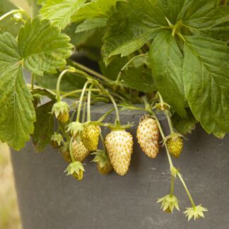 Seemned valge potimaasikas rõdule vms (tekst pakendil on saksakeelne)