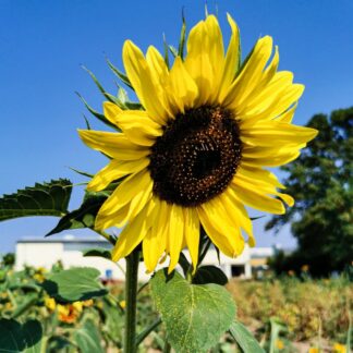 Seemned päevalill Sidruniprints, 150 cm (tekst pakendil on saksakeelne)